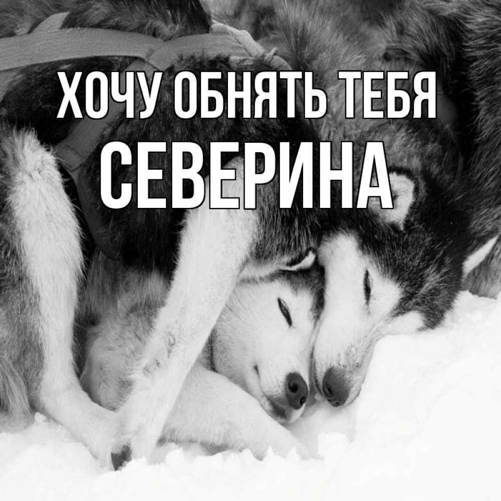 Открытка на каждый день с именем, Северина Хочу обнять тебя собачки в упряжке Прикольная открытка с пожеланием онлайн скачать бесплатно 