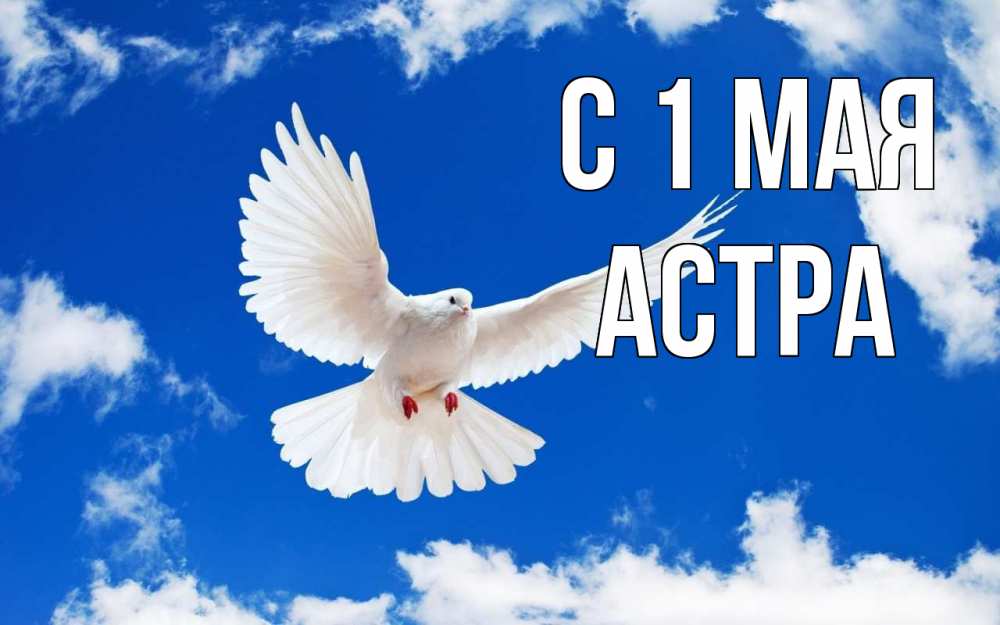 Открытка на каждый день с именем, Астра С 1 мая С 1 мая 1 Прикольная открытка с пожеланием онлайн скачать бесплатно 