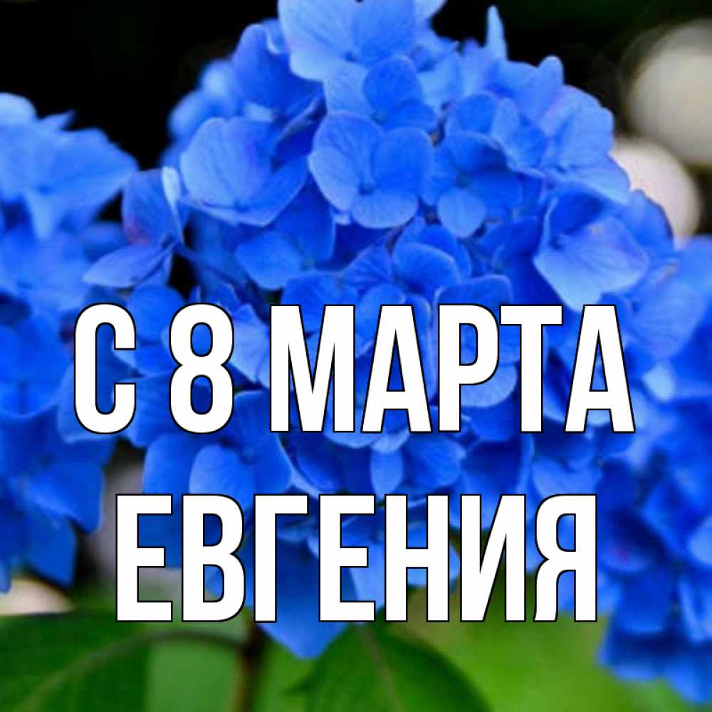 Открытка на каждый день с именем, Евгения С 8 МАРТА синие цветы Прикольная открытка с пожеланием онлайн скачать бесплатно 