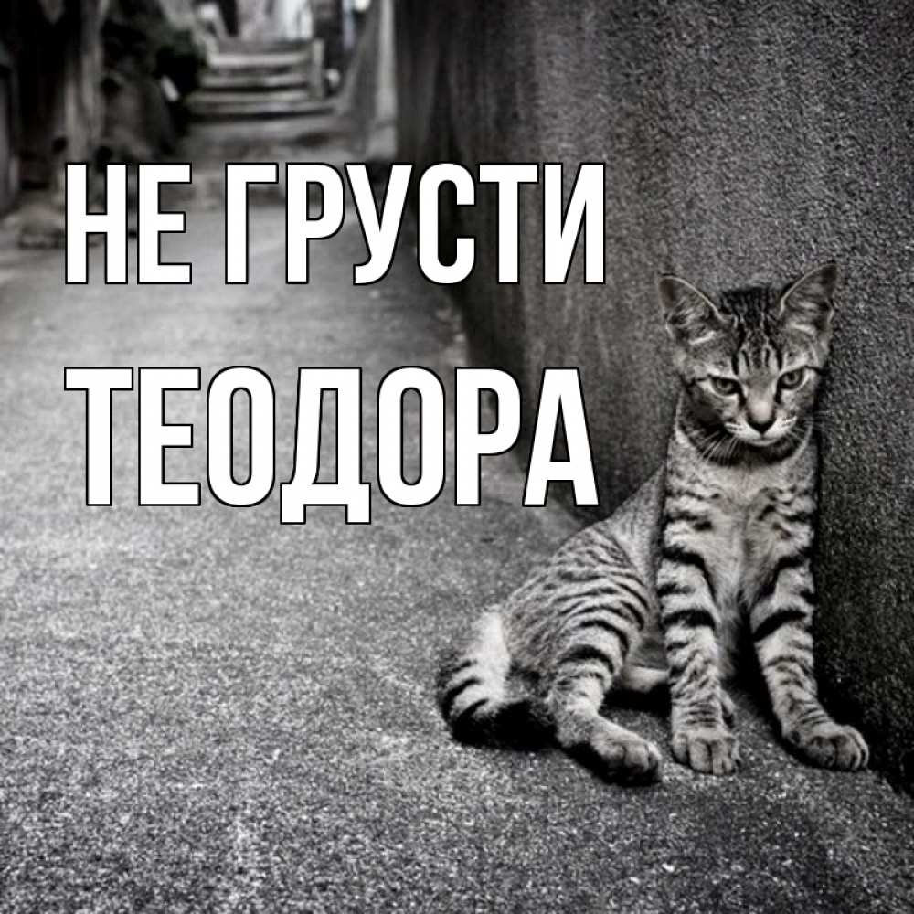 Открытка на каждый день с именем, Теодора Не грусти скучающий котик Прикольная открытка с пожеланием онлайн скачать бесплатно 