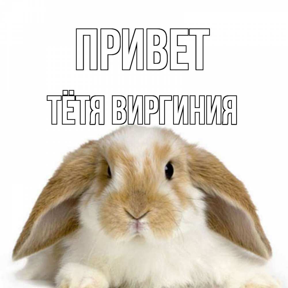 Открытка на каждый день с именем, Тётя-Виргиния Привет с животными Прикольная открытка с пожеланием онлайн скачать бесплатно 
