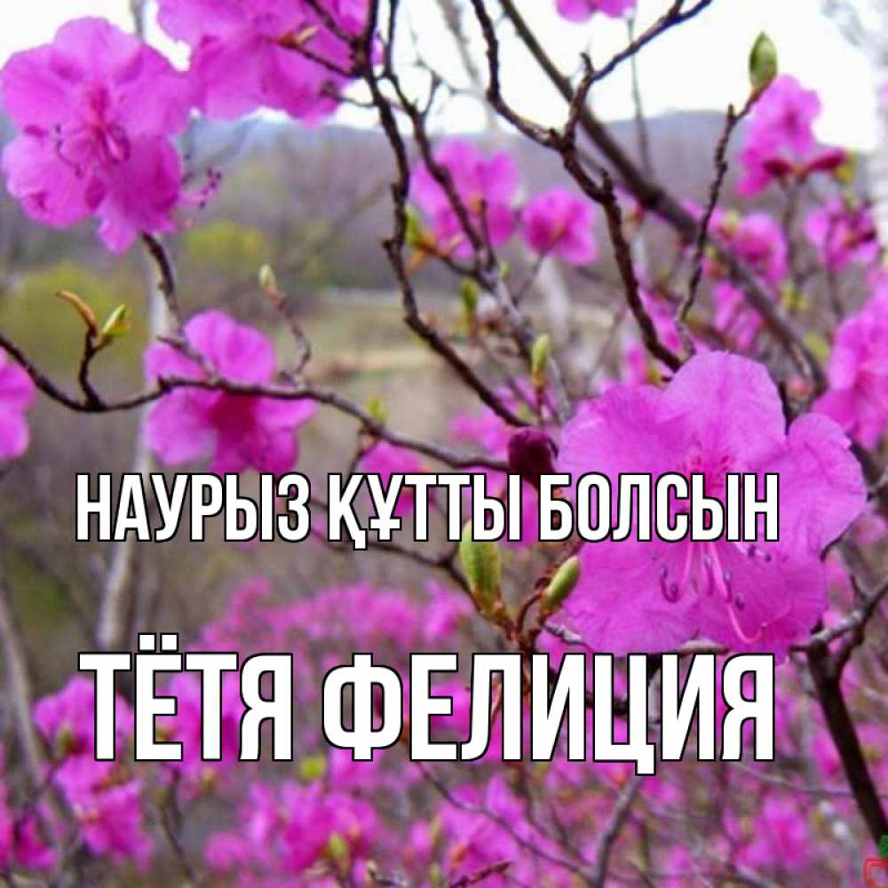 Открытка на каждый день с именем, Тётя-Фелиция Наурыз құтты болсын наурыз мейрамы кутты болсын Прикольная открытка с пожеланием онлайн скачать бесплатно 