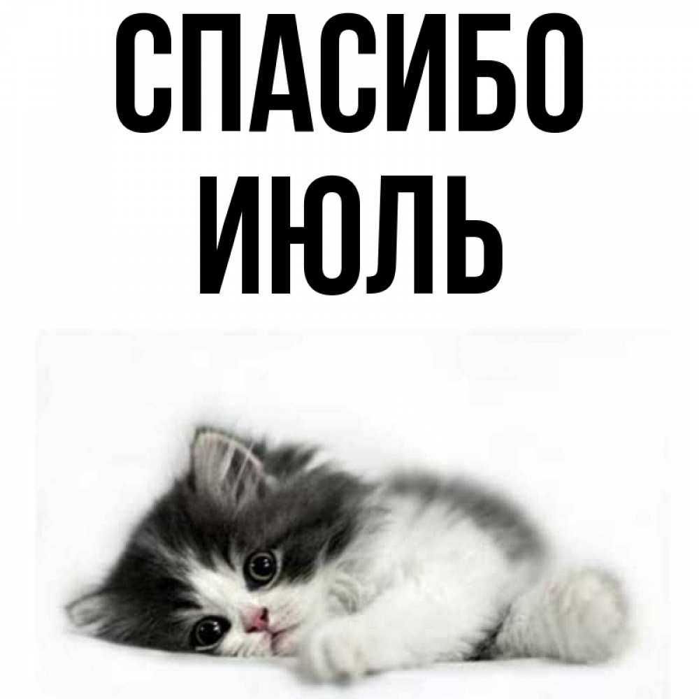 Последний месяц лета. Благодарю июль. Открытки с летом. Цитаты про август. Милый котик говорит спасибо.