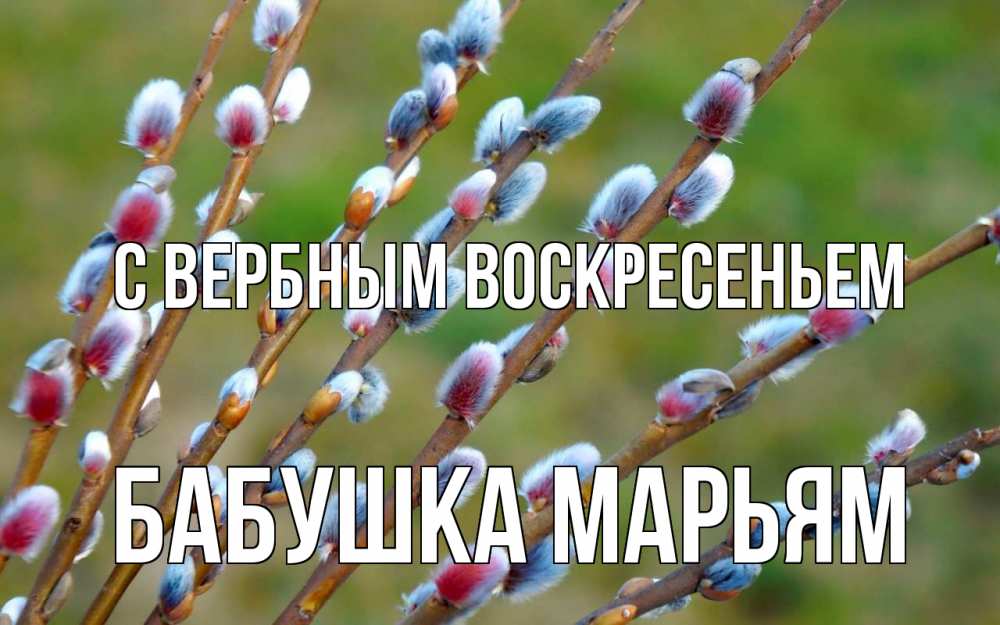 Открытка на каждый день с именем, Бабушка-Марьям С вербным воскресеньем верба Прикольная открытка с пожеланием онлайн скачать бесплатно 
