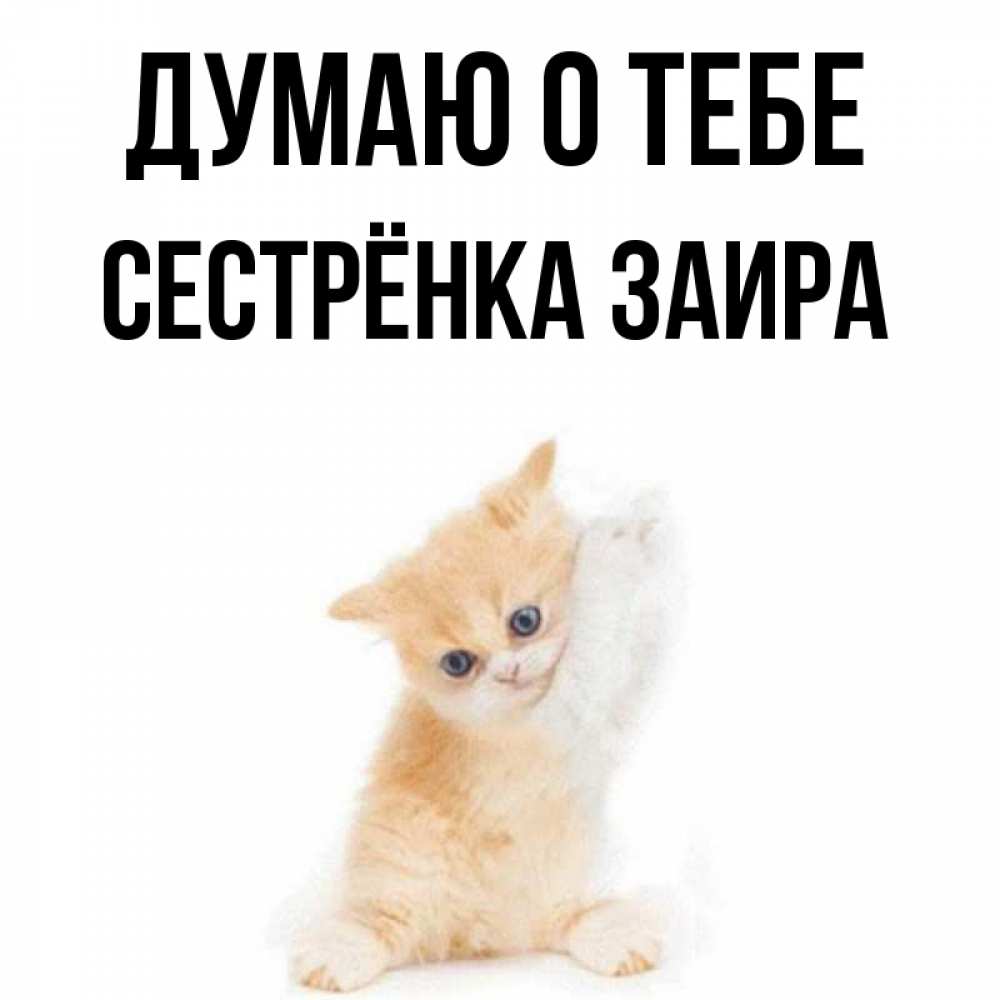 Открытка на каждый день с именем, Сестрёнка-Заира Думаю о тебе зверушки и милота Прикольная открытка с пожеланием онлайн скачать бесплатно 