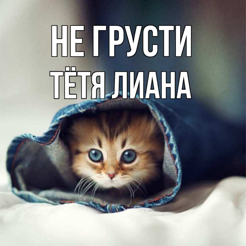 Открытка на каждый день с именем, Тётя-Лиана Не грусти кот в одежде Прикольная открытка с пожеланием онлайн скачать бесплатно 