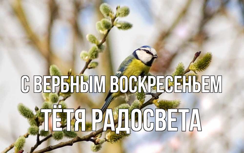 Открытка на каждый день с именем, Тётя-Радосвета С вербным воскресеньем верба Прикольная открытка с пожеланием онлайн скачать бесплатно 