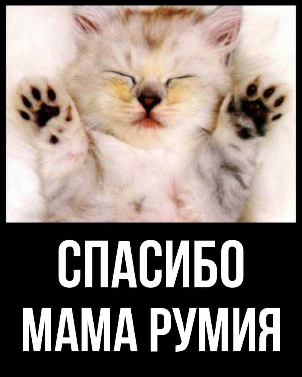 Открытка спасибо с котиком