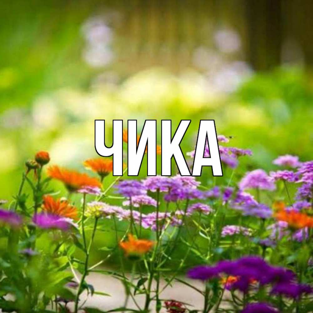 Открытка на каждый день с именем, Чика Главная цветы Прикольная открытка с пожеланием онлайн скачать бесплатно 