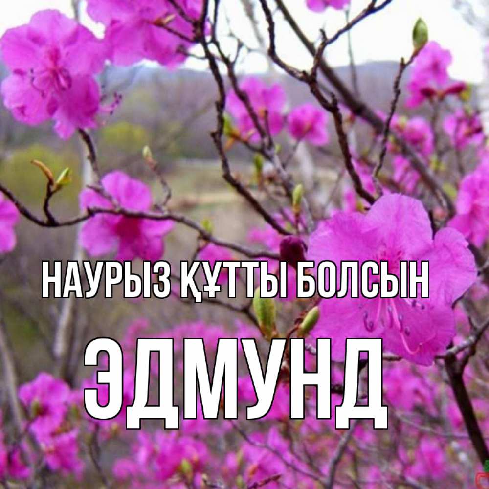 Открытка на каждый день с именем, Эдмунд Наурыз құтты болсын наурыз мейрамы кутты болсын Прикольная открытка с пожеланием онлайн скачать бесплатно 