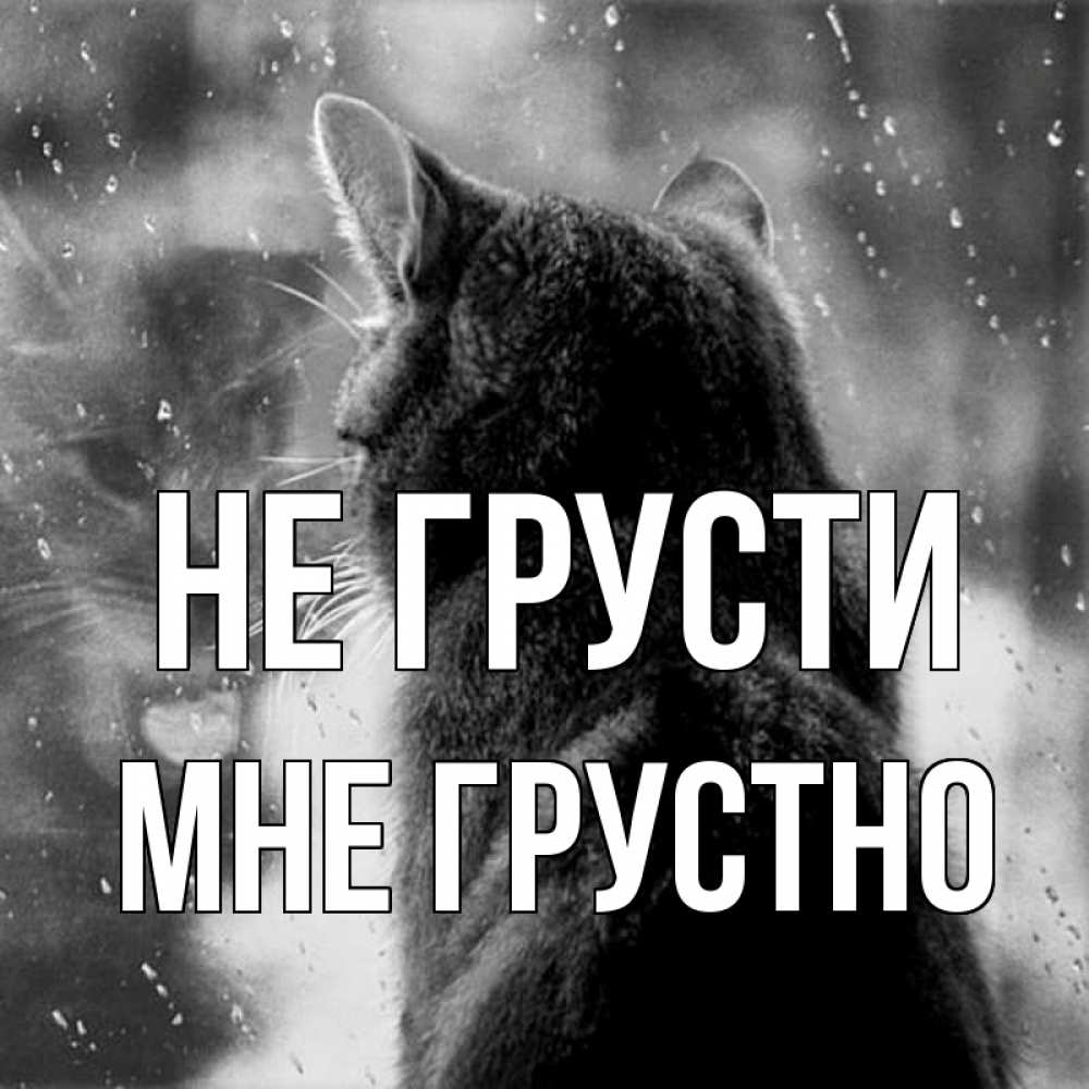 Открытка на каждый день с именем, Мне-грустно Не грусти отражение кота 1 Прикольная открытка с пожеланием онлайн скачать бесплатно 