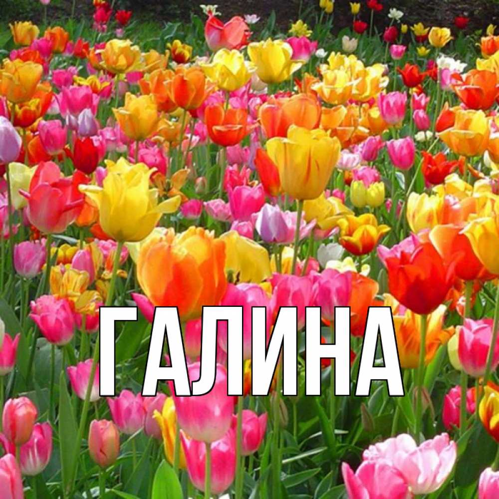 Открытка на каждый день с именем, Галина Главная на международный женский день Прикольная открытка с пожеланием онлайн скачать бесплатно 