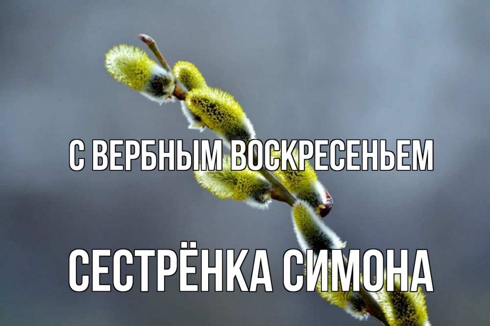 Открытка на каждый день с именем, Сестрёнка-Симона С вербным воскресеньем верба Прикольная открытка с пожеланием онлайн скачать бесплатно 