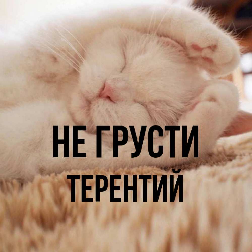 Открытка на каждый день с именем, Терентий Не грусти Котенок спит Прикольная открытка с пожеланием онлайн скачать бесплатно 