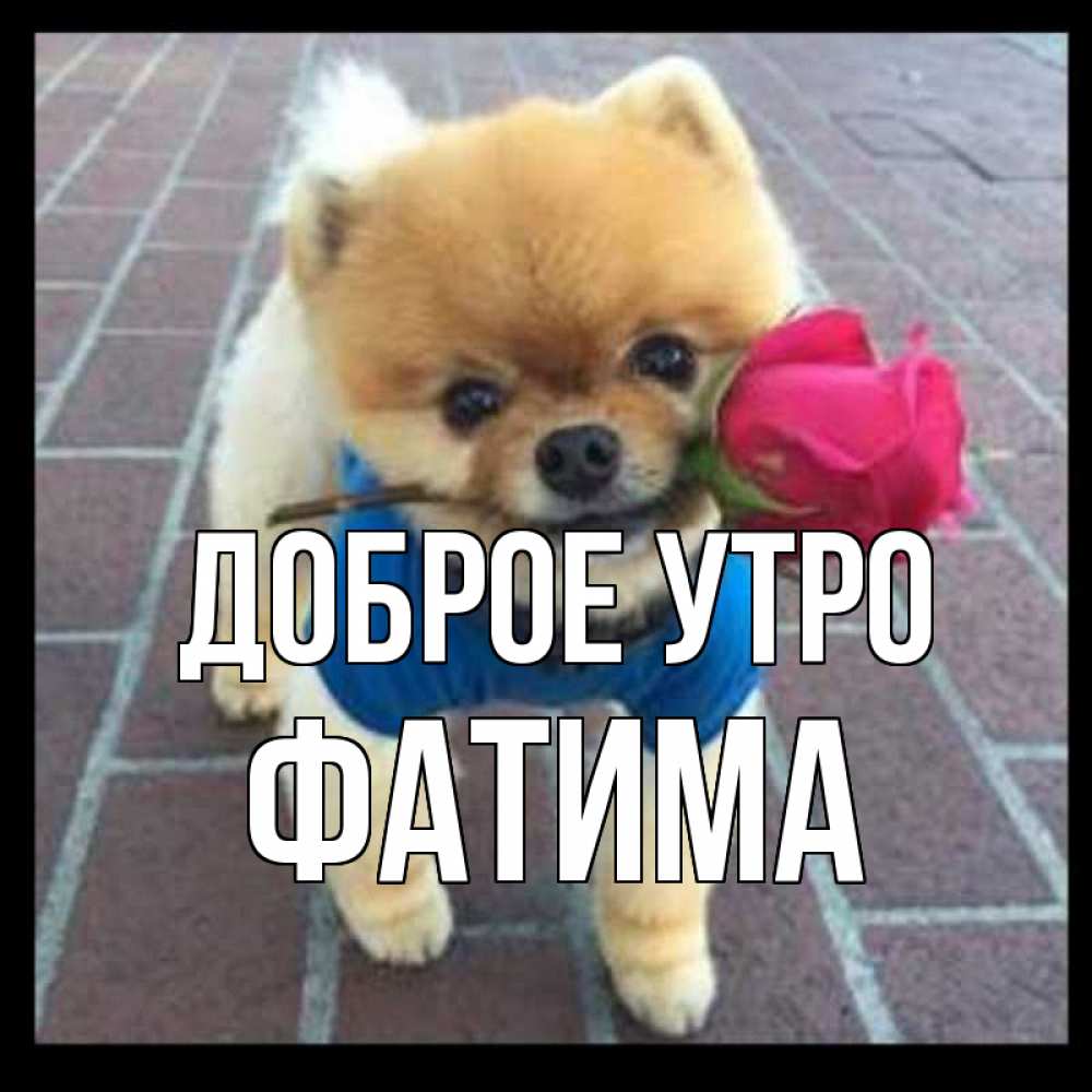 Открытка на каждый день с именем, Фатима Доброе утро роза в зубах Прикольная открытка с пожеланием онлайн скачать бесплатно 