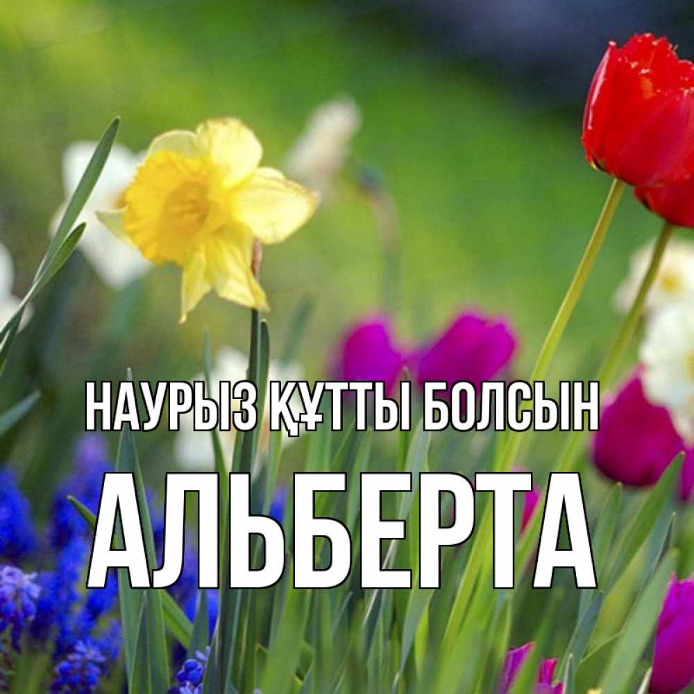 Открытка на каждый день с именем, Альберта Наурыз құтты болсын наурыз  3 открытки Прикольная открытка с пожеланием онлайн скачать бесплатно 