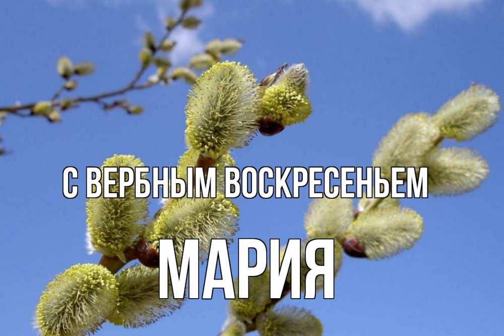 Открытка на каждый день с именем, Мария С вербным воскресеньем верба Прикольная открытка с пожеланием онлайн скачать бесплатно 