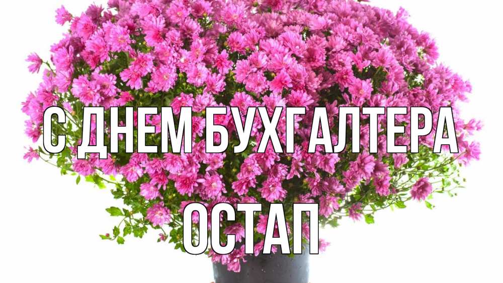 Открытка на каждый день с именем, Остап С днем бухгалтера с днем бухгалтера Прикольная открытка с пожеланием онлайн скачать бесплатно 