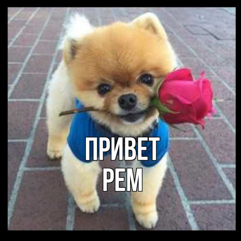 Открытка на каждый день с именем, Рем Привет роза в зубах у собаки Прикольная открытка с пожеланием онлайн скачать бесплатно 