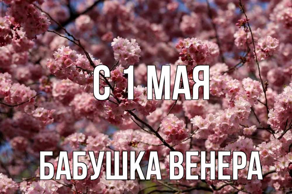 Открытка на каждый день с именем, Бабушка-Венера С 1 мая С 1 мая Прикольная открытка с пожеланием онлайн скачать бесплатно 