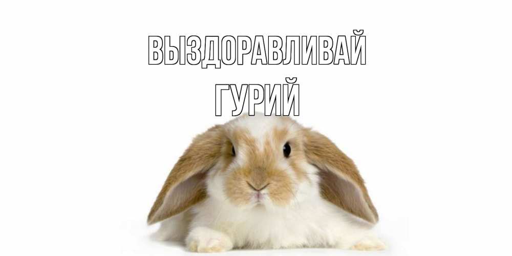 Открытка на каждый день с именем, Гурий Выздоравливай вислоухий кролик белого и коричневого цвета Прикольная открытка с пожеланием онлайн скачать бесплатно 