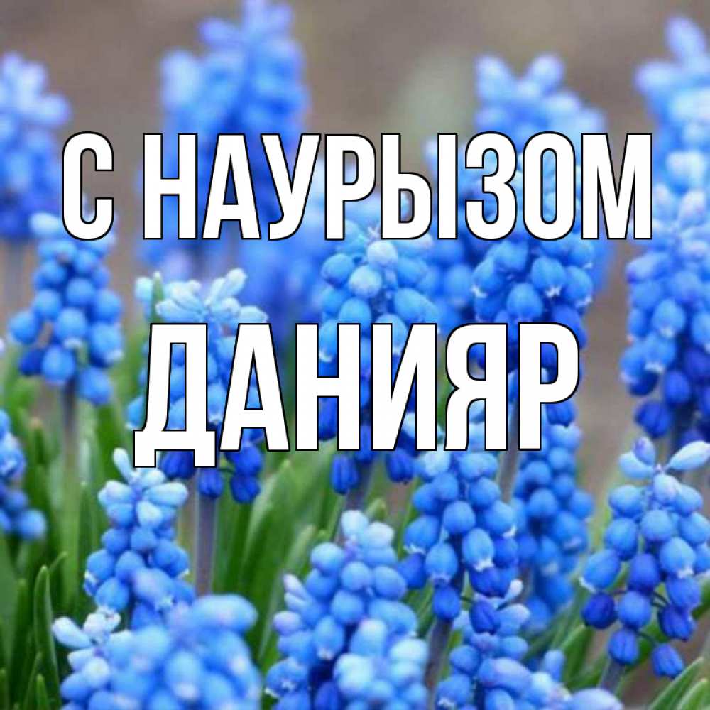 Открытка на каждый день с именем, Данияр С наурызом Поздравительная открытка для женщин с цветами на праздничную дату Прикольная открытка с пожеланием онлайн скачать бесплатно 