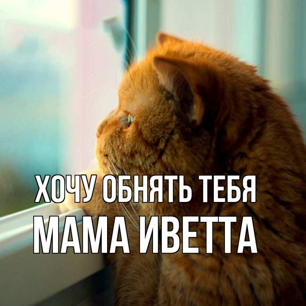 Открытка на каждый день с именем, Мама-Иветта Хочу обнять тебя большой огромный рыжий котяра Прикольная открытка с пожеланием онлайн скачать бесплатно 