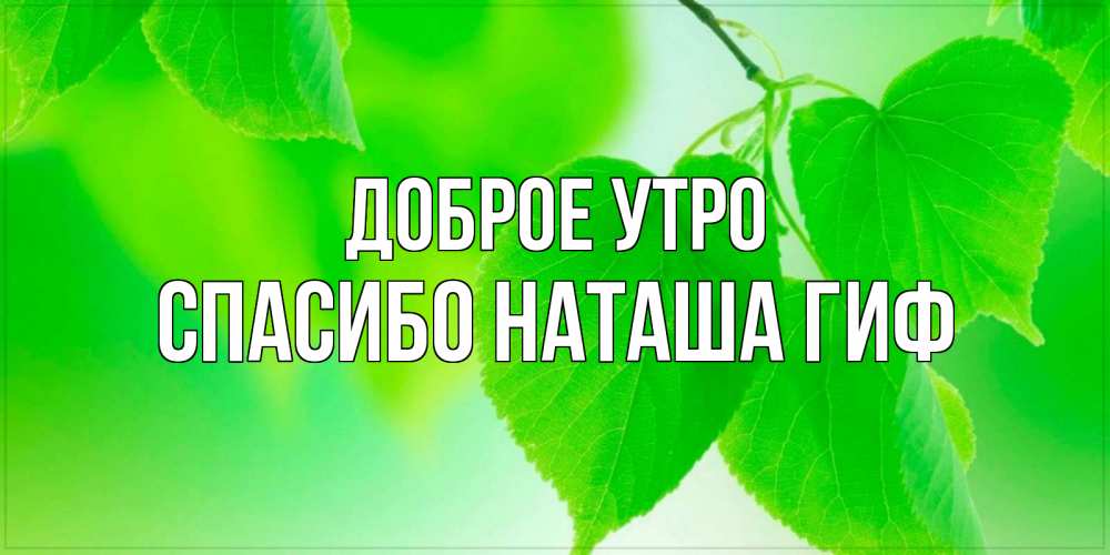 Открытка на каждый день с именем, СПАСИБО-НАТАША-ГИФ Доброе утро доброе утро с березовыми листьями Прикольная открытка с пожеланием онлайн скачать бесплатно 