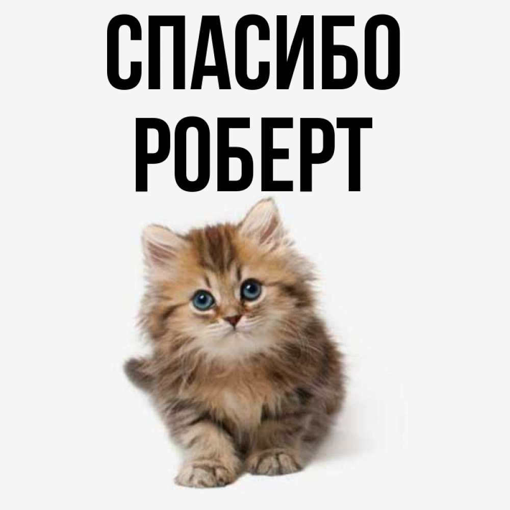 Спасибо Мой Котик