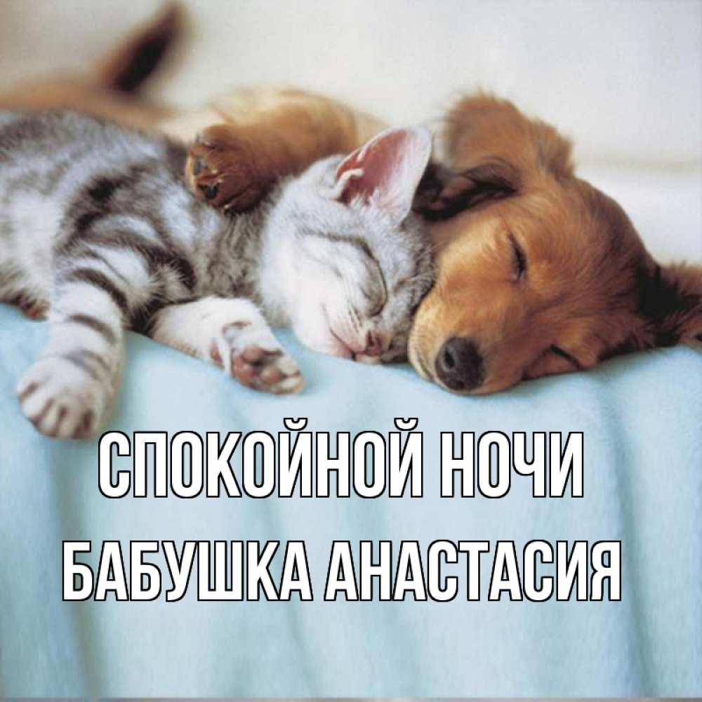 Открытка на каждый день с именем, Бабушка-Анастасия Спокойной ночи с животными Прикольная открытка с пожеланием онлайн скачать бесплатно 