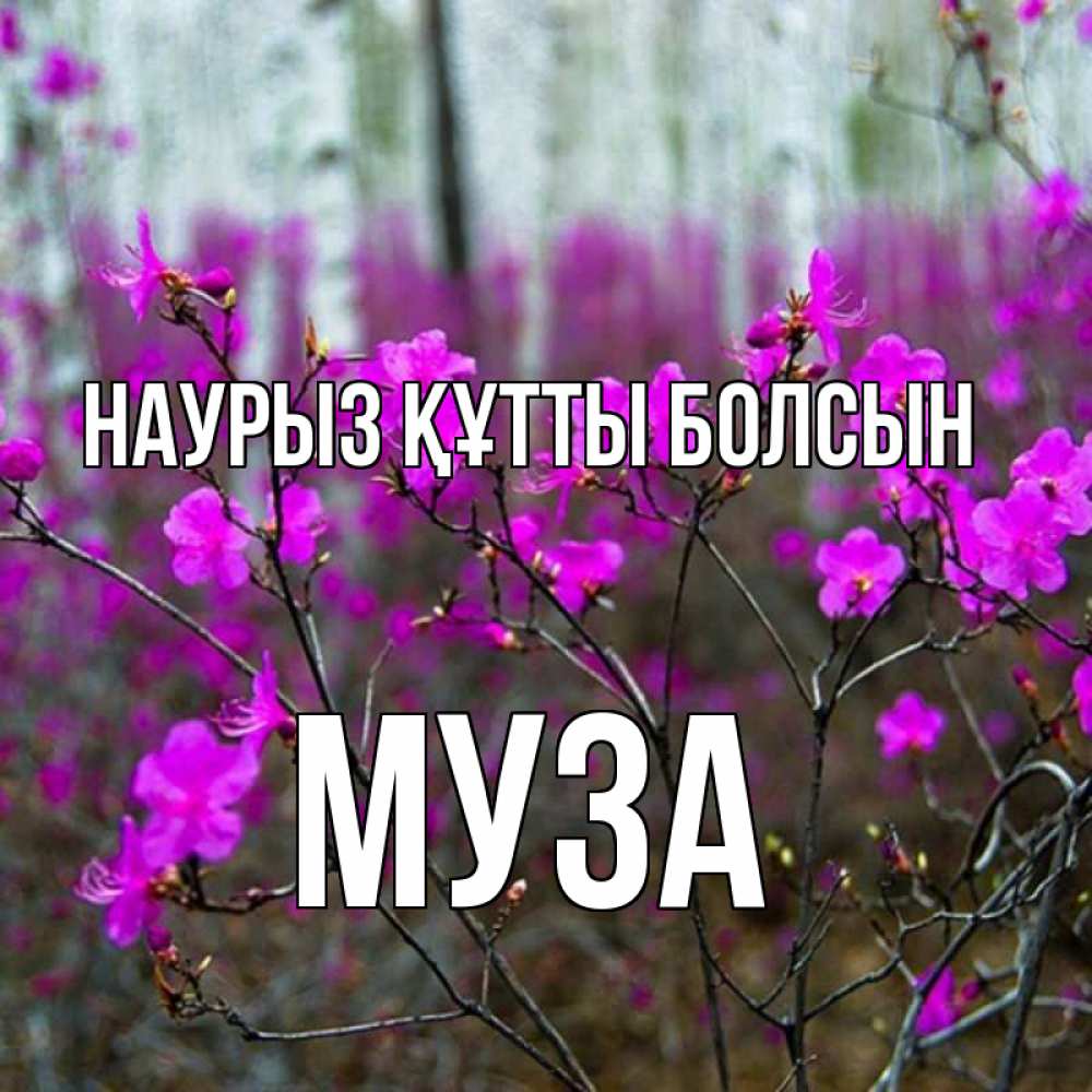 Открытка на каждый день с именем, Муза Наурыз құтты болсын дикие цветы Прикольная открытка с пожеланием онлайн скачать бесплатно 