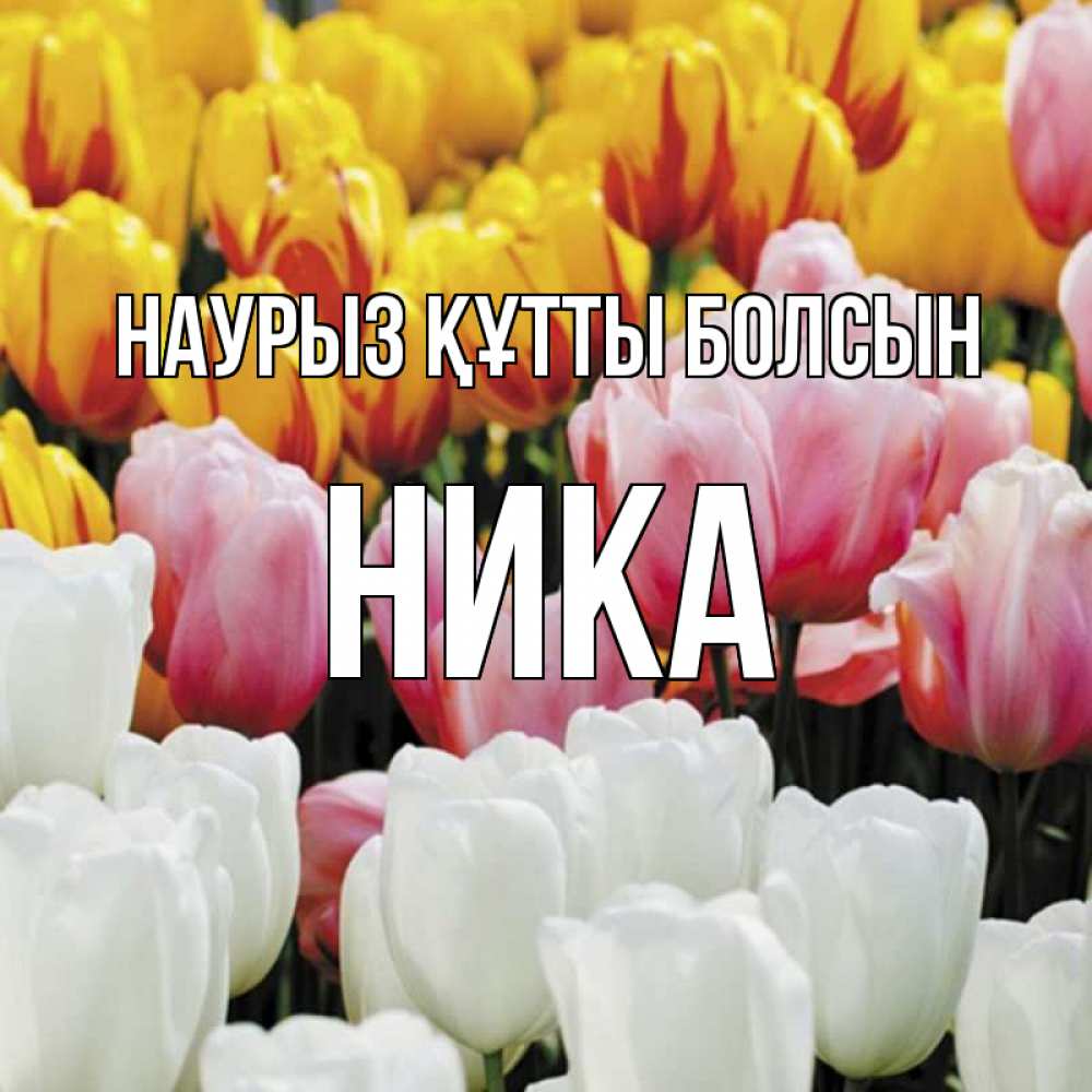 Открытка на каждый день с именем, Ника Наурыз құтты болсын разноцветные цветы Прикольная открытка с пожеланием онлайн скачать бесплатно 