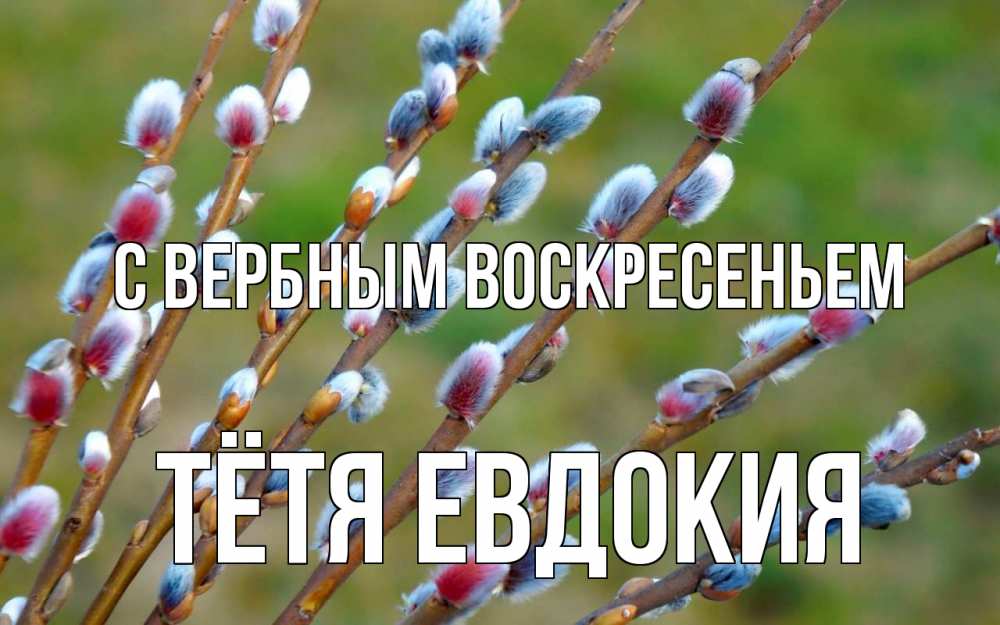Открытка на каждый день с именем, Тётя-Евдокия С вербным воскресеньем верба Прикольная открытка с пожеланием онлайн скачать бесплатно 