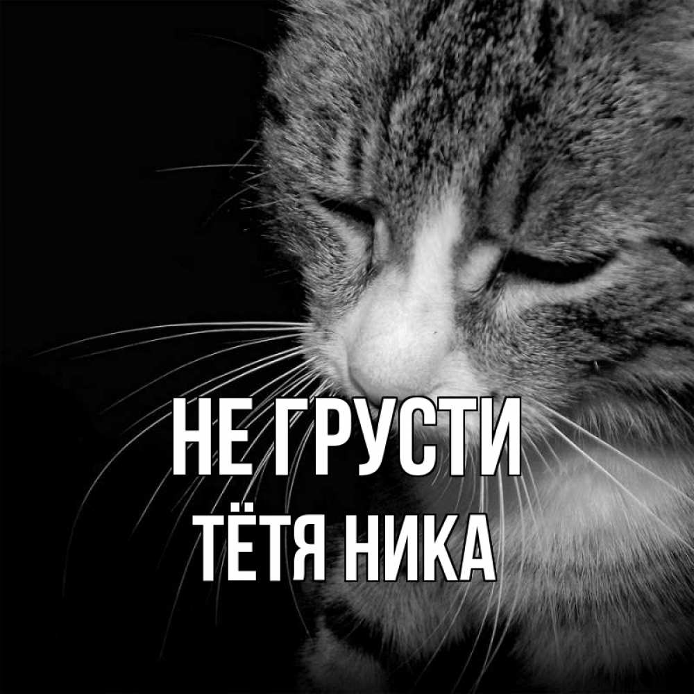 Открытка на каждый день с именем, Тётя-Ника Не грусти грустный котик Прикольная открытка с пожеланием онлайн скачать бесплатно 