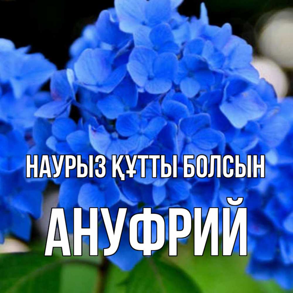 Открытка на каждый день с именем, Ануфрий Наурыз құтты болсын синие цветы Прикольная открытка с пожеланием онлайн скачать бесплатно 
