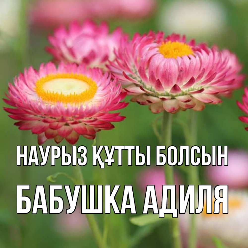Открытка на каждый день с именем, Бабушка-Адиля Наурыз құтты болсын подарок на международный женский день Прикольная открытка с пожеланием онлайн скачать бесплатно 