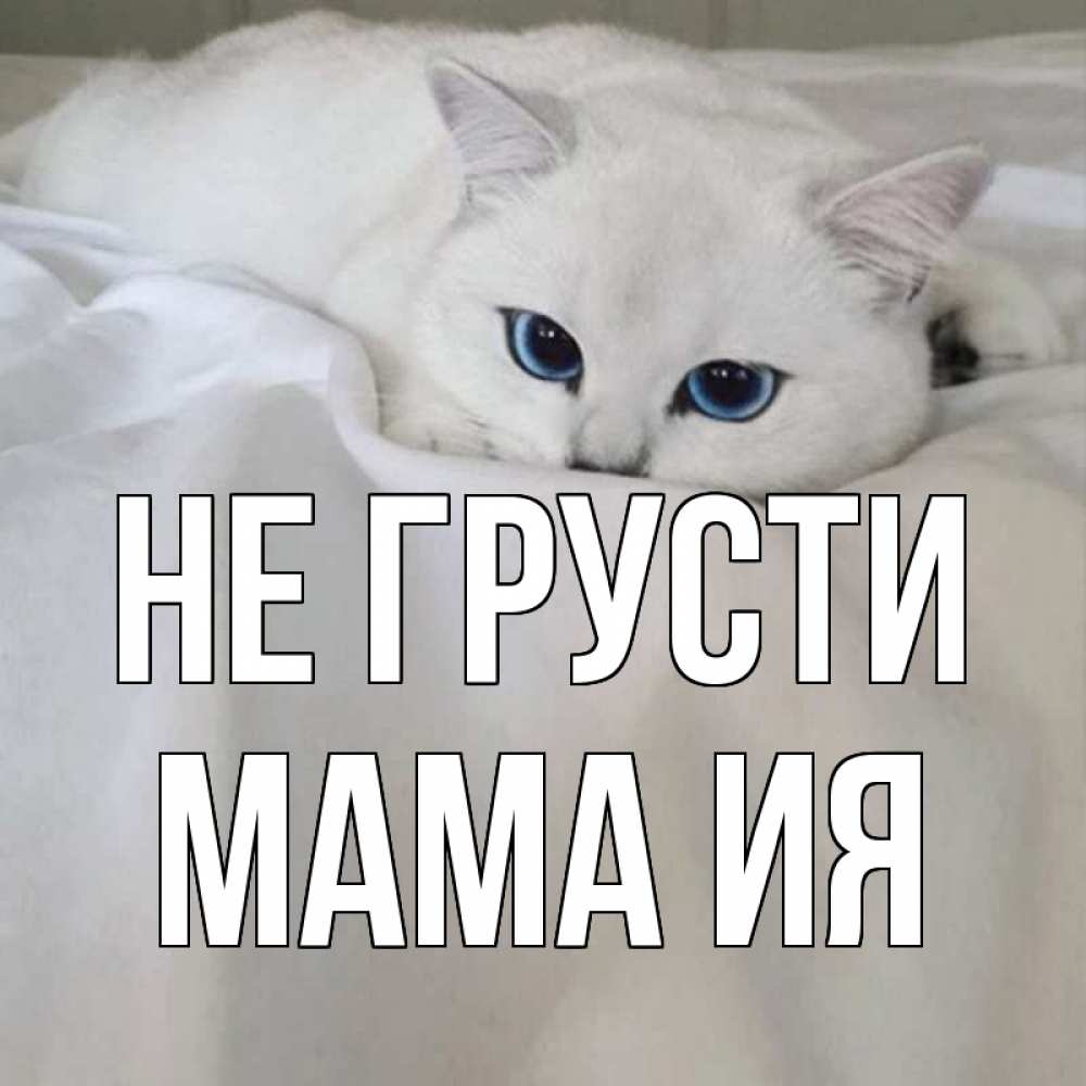 Открытка на каждый день с именем, Мама-Ия Не грусти белый кот с голубыми глазами на белоснежной кровати Прикольная открытка с пожеланием онлайн скачать бесплатно 