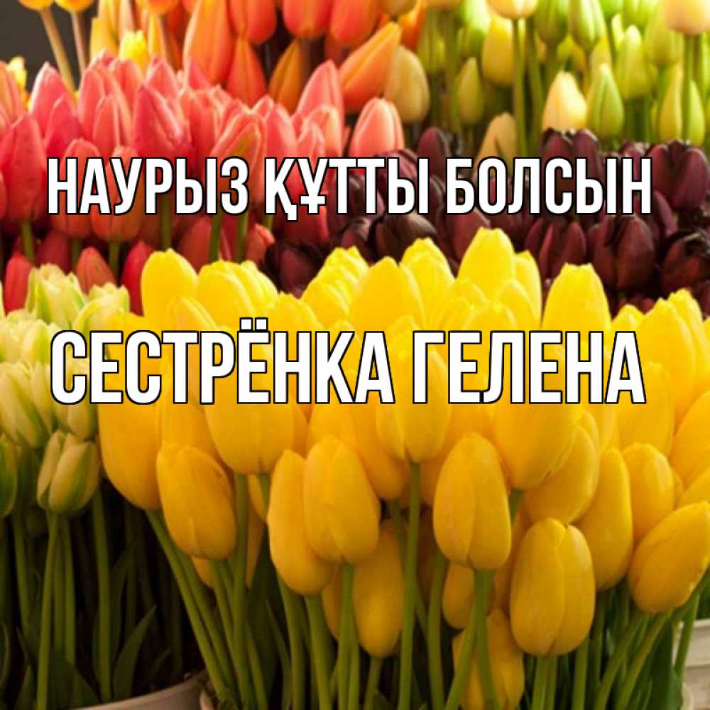 Открытка на каждый день с именем, Сестрёнка-Гелена Наурыз құтты болсын цветы Прикольная открытка с пожеланием онлайн скачать бесплатно 