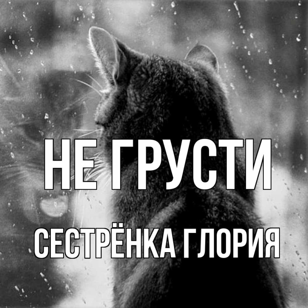 Открытка на каждый день с именем, Сестрёнка-Глория Не грусти отражение кота 1 Прикольная открытка с пожеланием онлайн скачать бесплатно 