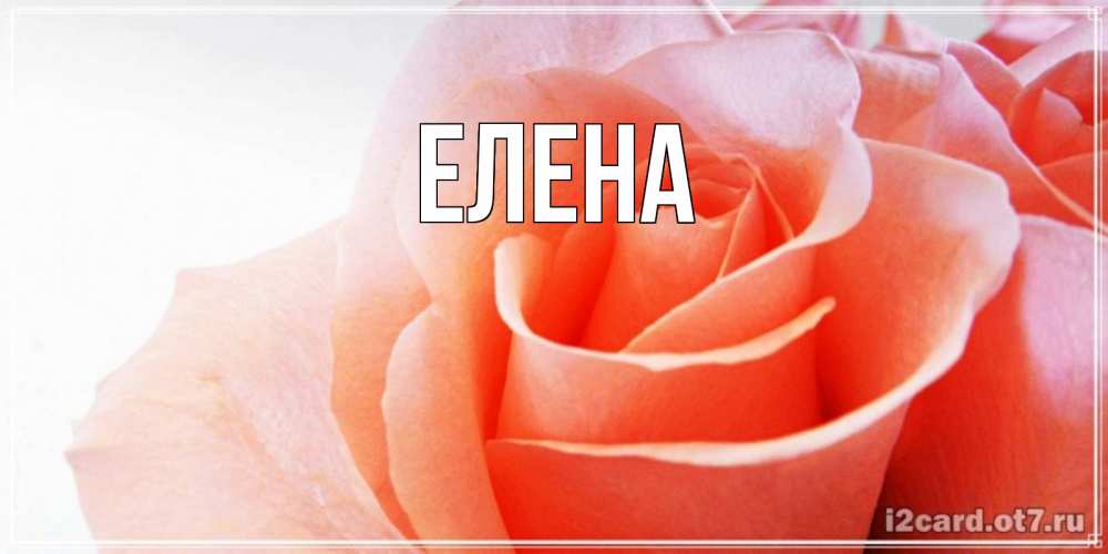 Открытка на каждый день с именем, Елена Главная розы для поздравления с днем рождения Прикольная открытка с пожеланием онлайн скачать бесплатно 