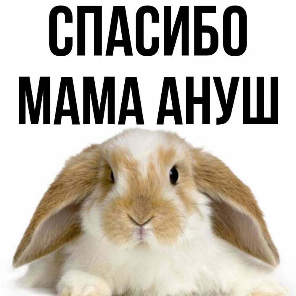 Открытка на каждый день с именем, Мама-Ануш Спасибо коричнево белый заяц Прикольная открытка с пожеланием онлайн скачать бесплатно 