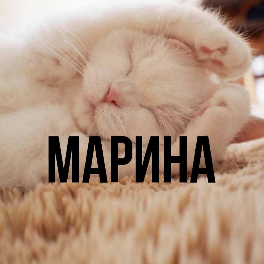 Открытка на каждый день с именем, Марина Главная Котенок спит Прикольная открытка с пожеланием онлайн скачать бесплатно 