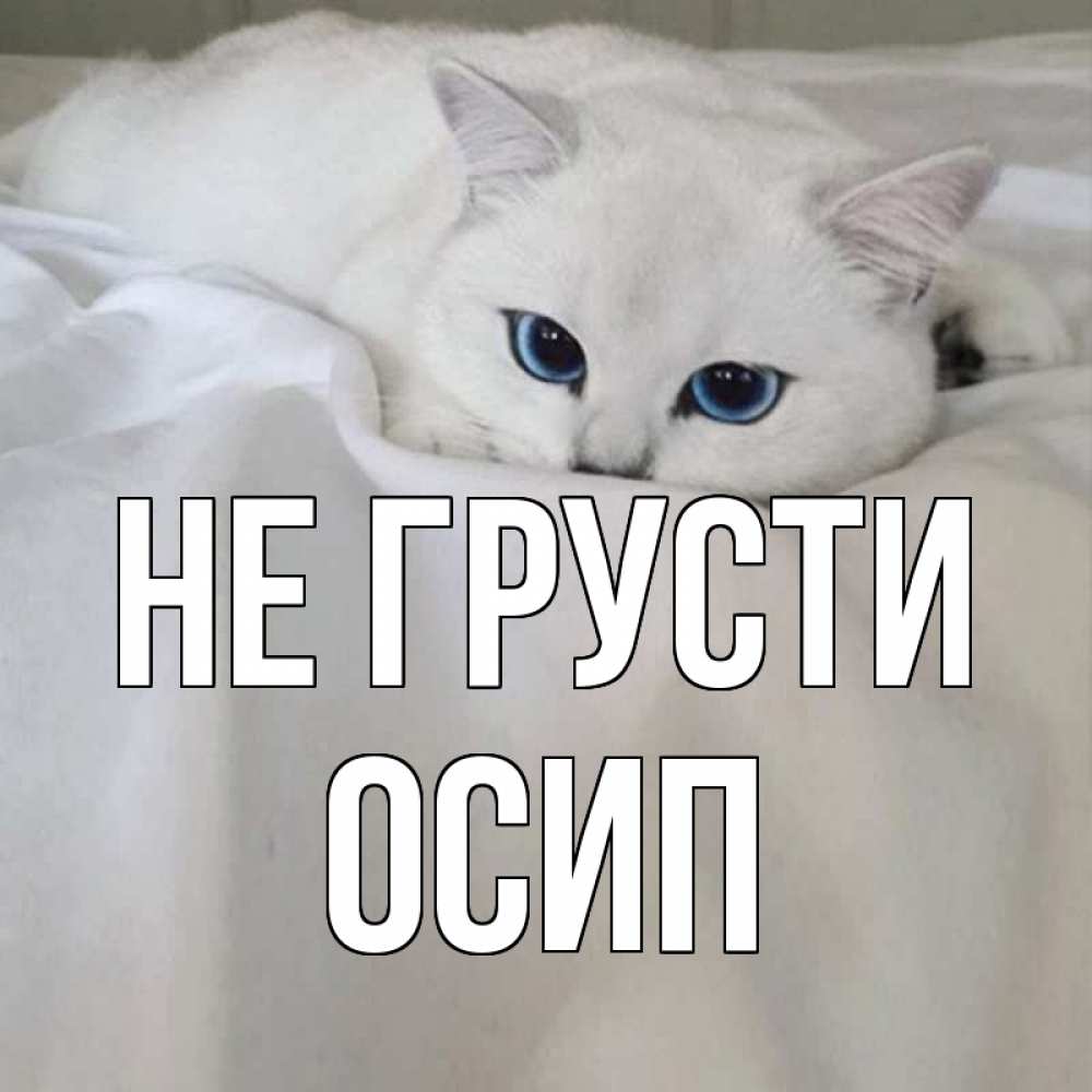 Открытка на каждый день с именем, Осип Не грусти белый кот с голубыми глазами на белоснежной кровати Прикольная открытка с пожеланием онлайн скачать бесплатно 