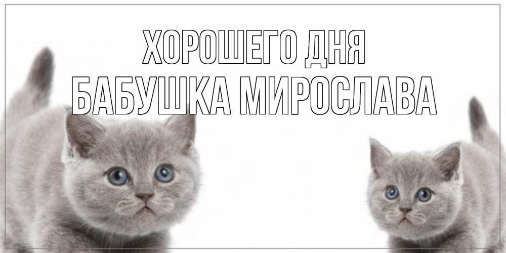 Открытка на каждый день с именем, Бабушка-Мирослава Хорошего дня открытка с котами Прикольная открытка с пожеланием онлайн скачать бесплатно 