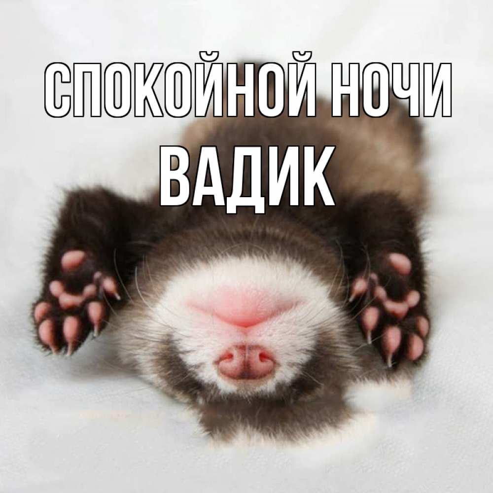 Открытка на каждый день с именем, Вадик Спокойной ночи зверек Прикольная открытка с пожеланием онлайн скачать бесплатно 