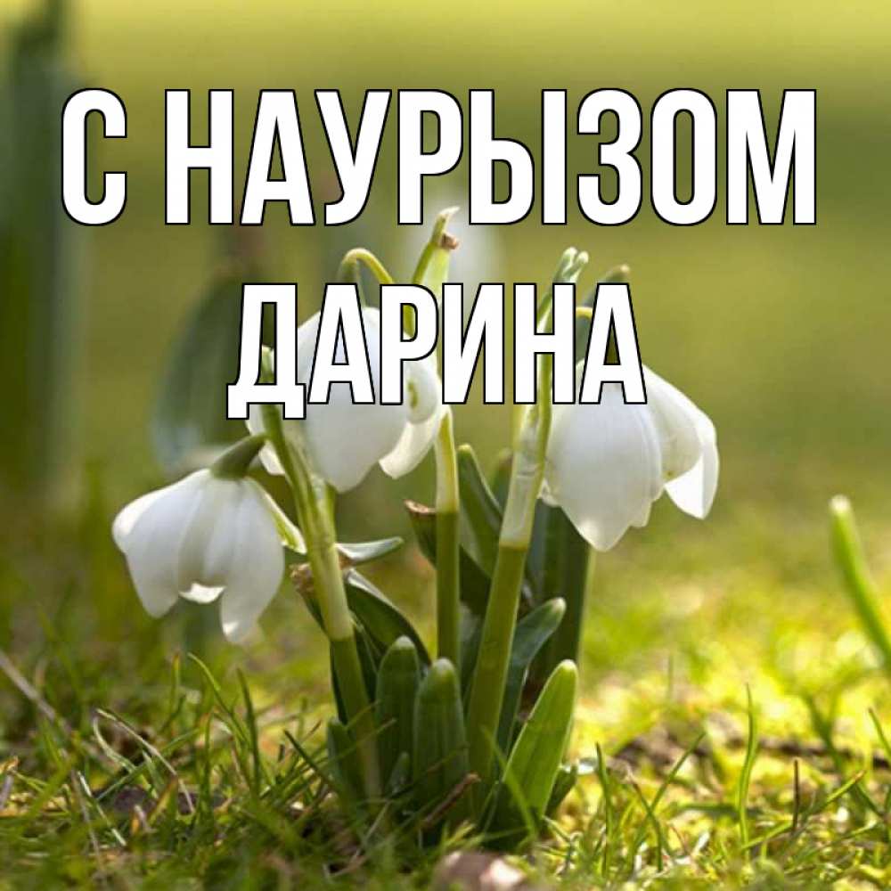 Открытка на каждый день с именем, Дарина С наурызом ранние цветы 2 Прикольная открытка с пожеланием онлайн скачать бесплатно 