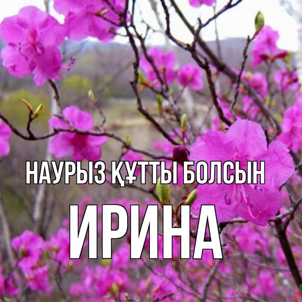 Открытка на каждый день с именем, Ирина Наурыз құтты болсын наурыз мейрамы кутты болсын Прикольная открытка с пожеланием онлайн скачать бесплатно 
