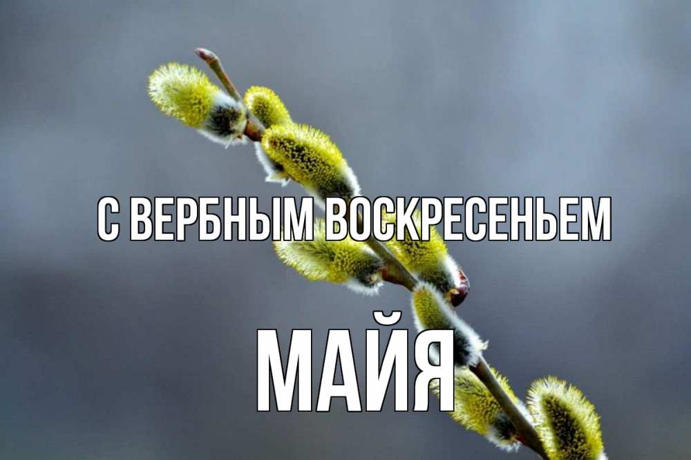 Открытка на каждый день с именем, Майя С вербным воскресеньем верба Прикольная открытка с пожеланием онлайн скачать бесплатно 