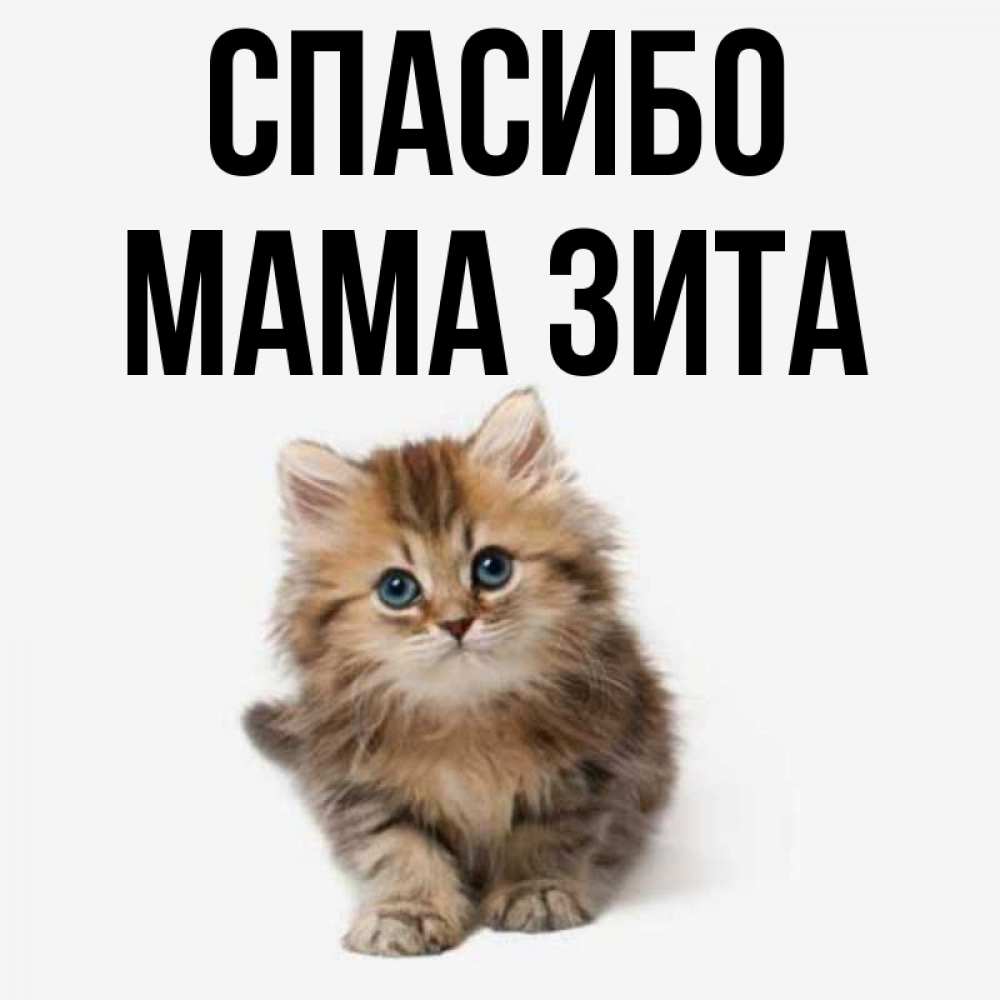 Открытка на каждый день с именем, Мама-Зита Спасибо пушистый котик Прикольная открытка с пожеланием онлайн скачать бесплатно 
