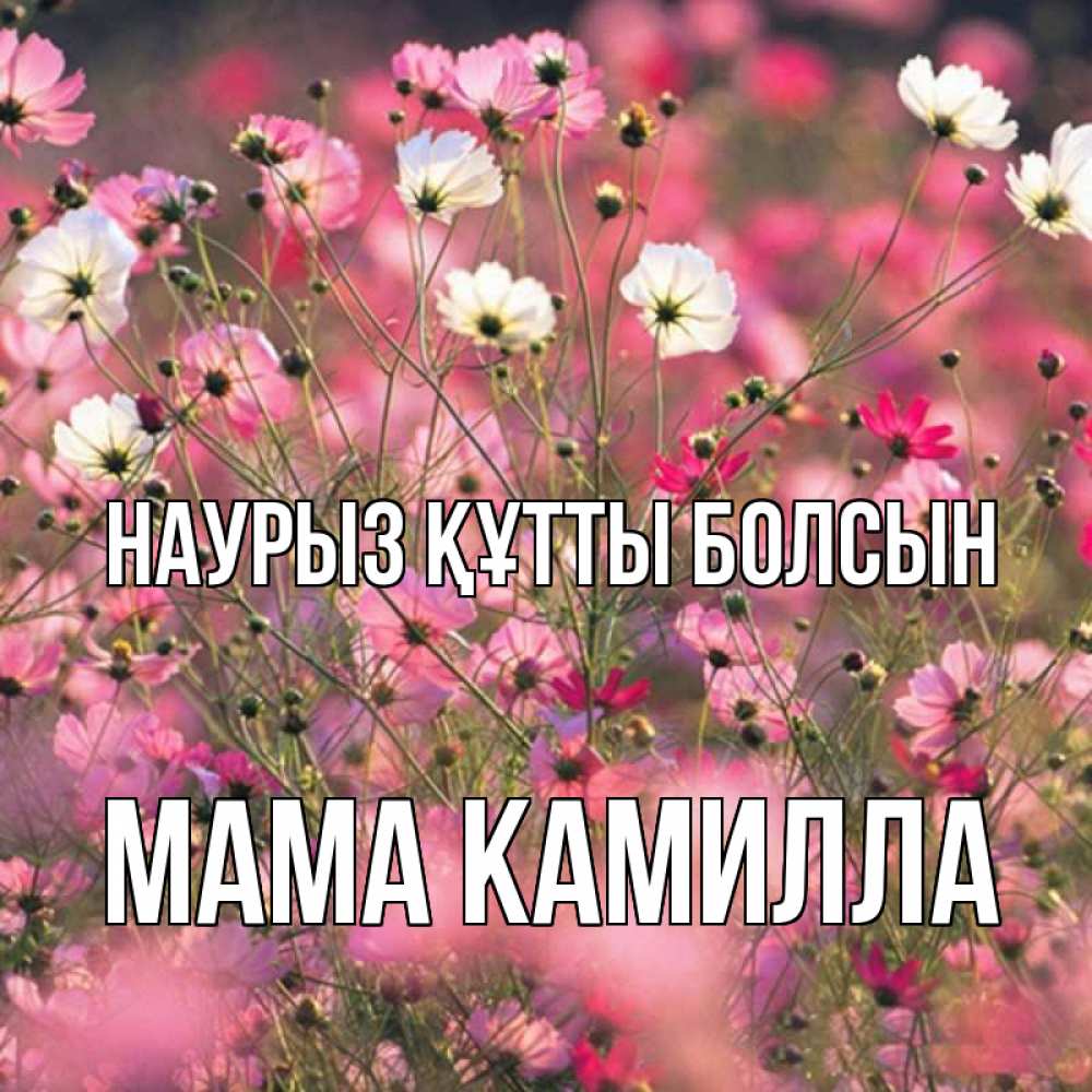 Открытка на каждый день с именем, Мама-Камилла Наурыз құтты болсын красиво 1 Прикольная открытка с пожеланием онлайн скачать бесплатно 
